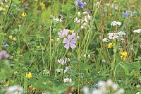 wild flower mix for shade