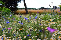 wildflower seeds for shade uk